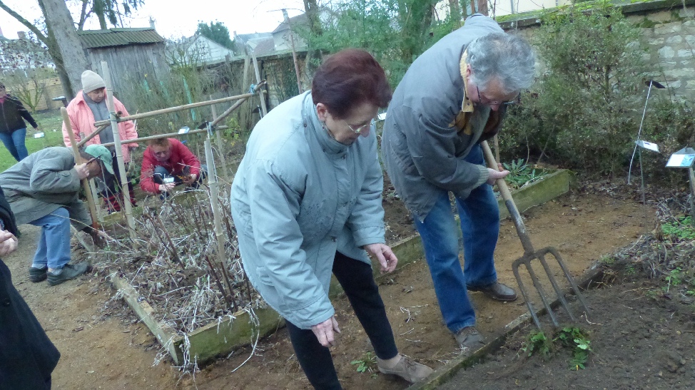 Recherche et arrachage de racines de garance